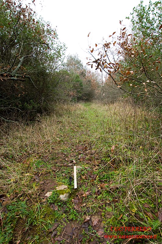 Fatte nel bosco: di chi sono ?